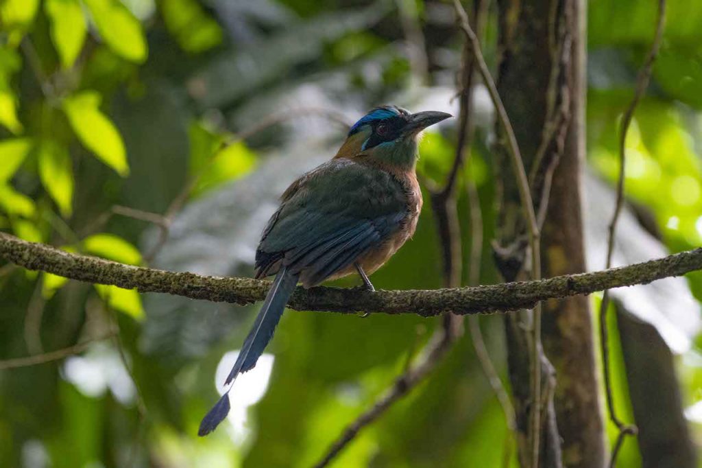 a bird on a tree