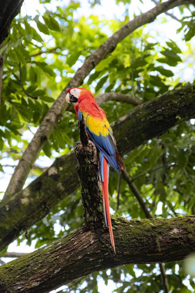 A parrot on a tree