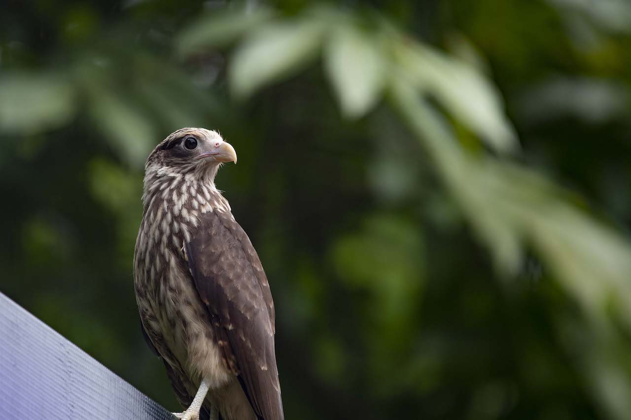 A bird
