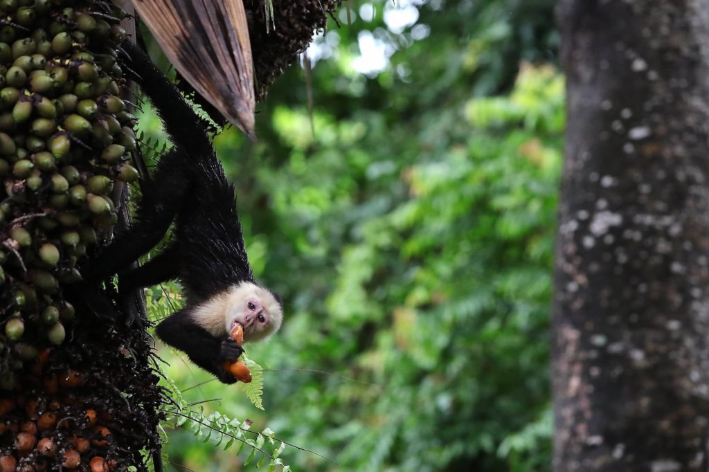 Capuchin Monkey hanging from a tree eating fruit