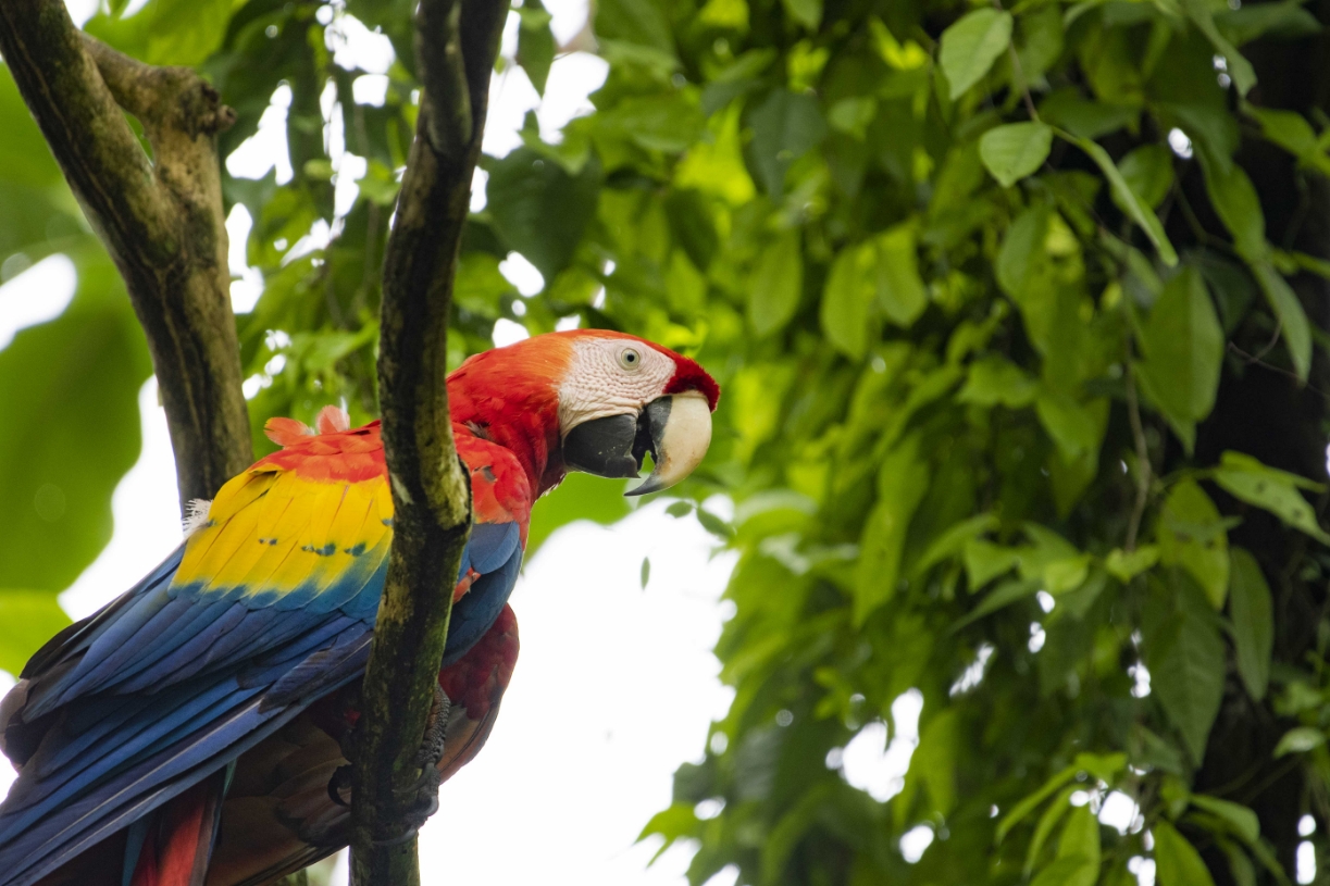 A parrot on a tree